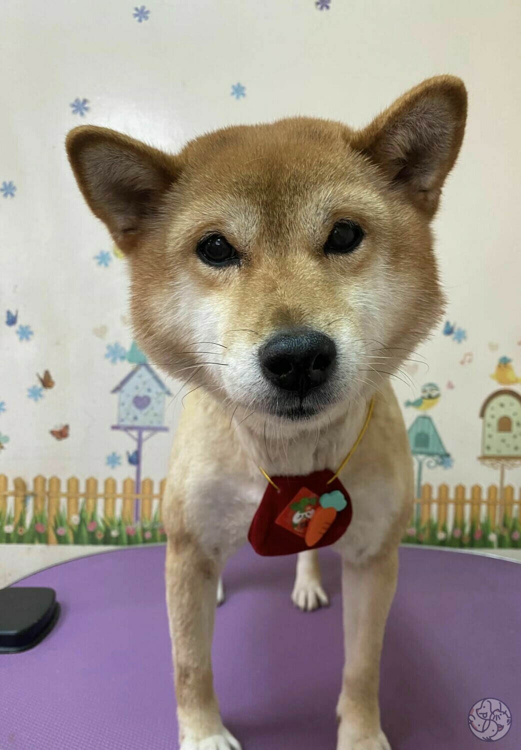 甜美寵物美容坊- 北部新竹| PET-A-HOOD 寵物資訊平台- petahood.com