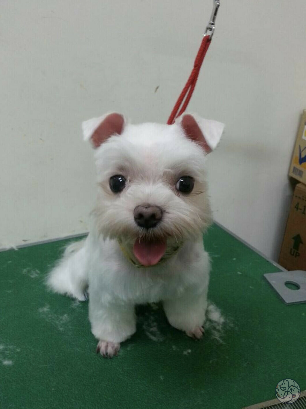 麻吉寵物美容坊- 北部桃園| PET-A-HOOD 寵物資訊平台- petahood.com