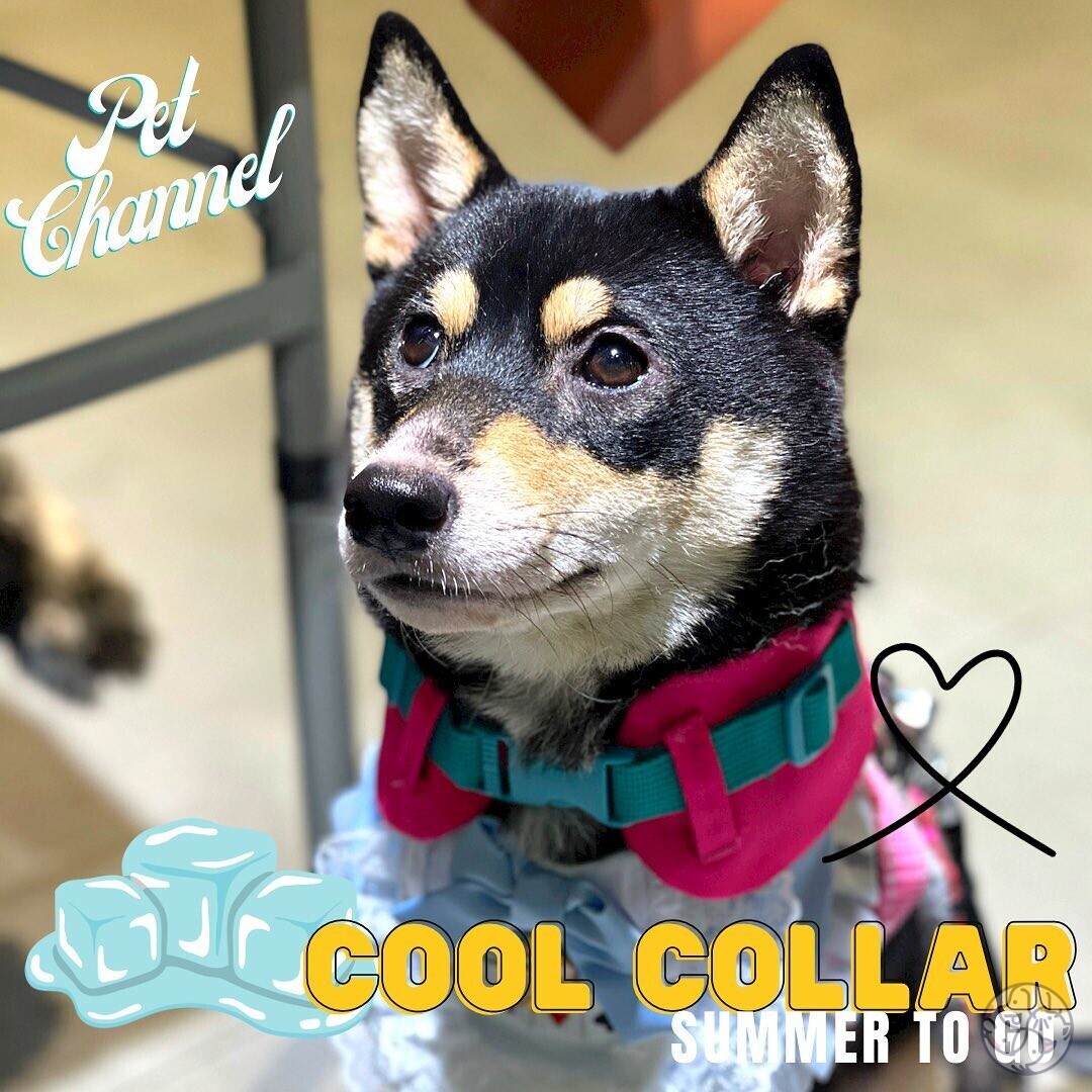 Pet Channel - 在線上線上 | PET-A-HOOD 寵物資訊平台 - petahood.com