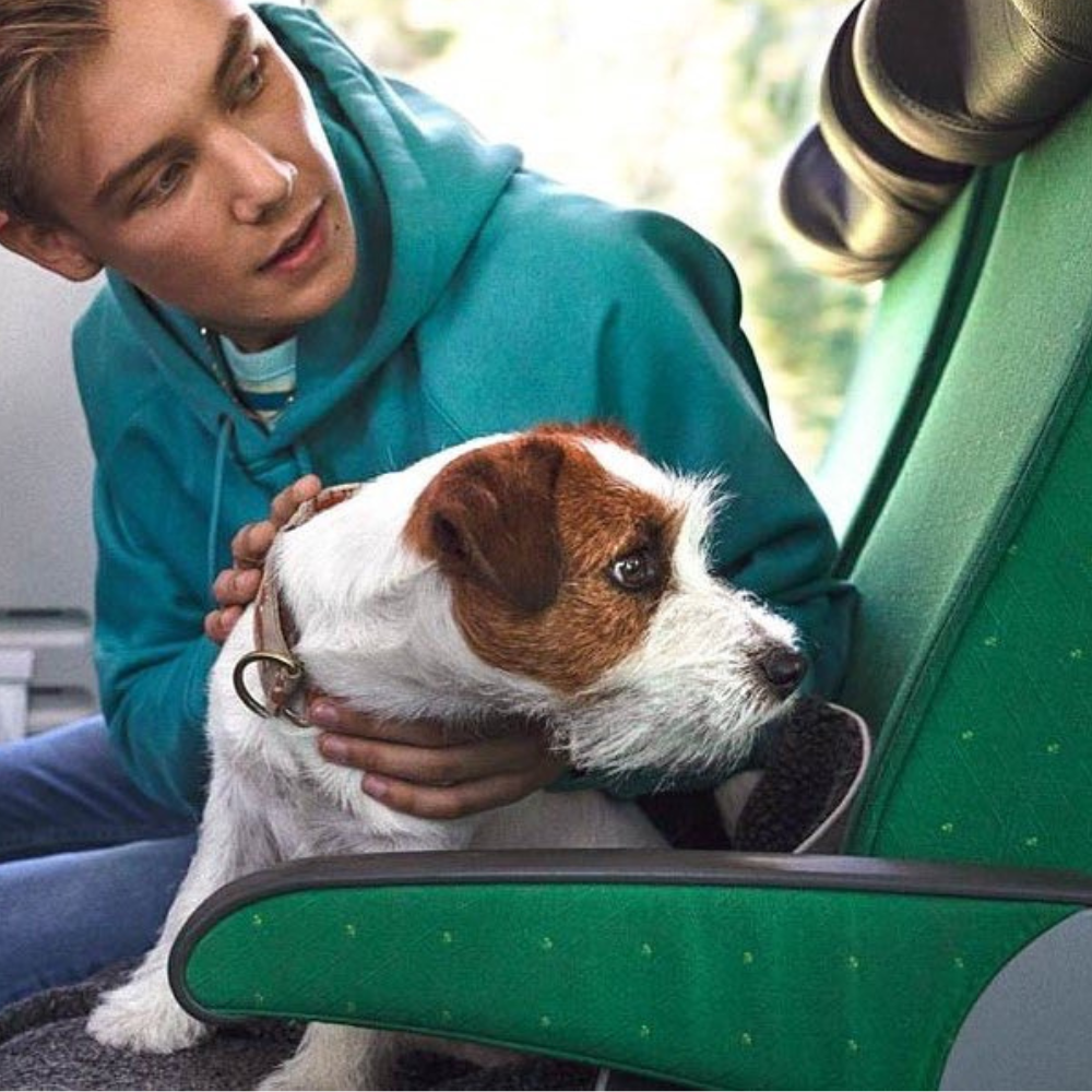 Pet transportation policies of various nations