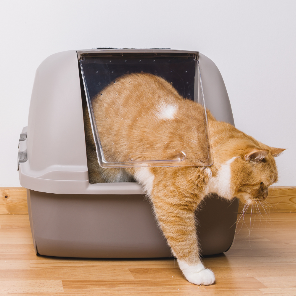 A Guide to Choosing the Right Cat Litter for Your Cat