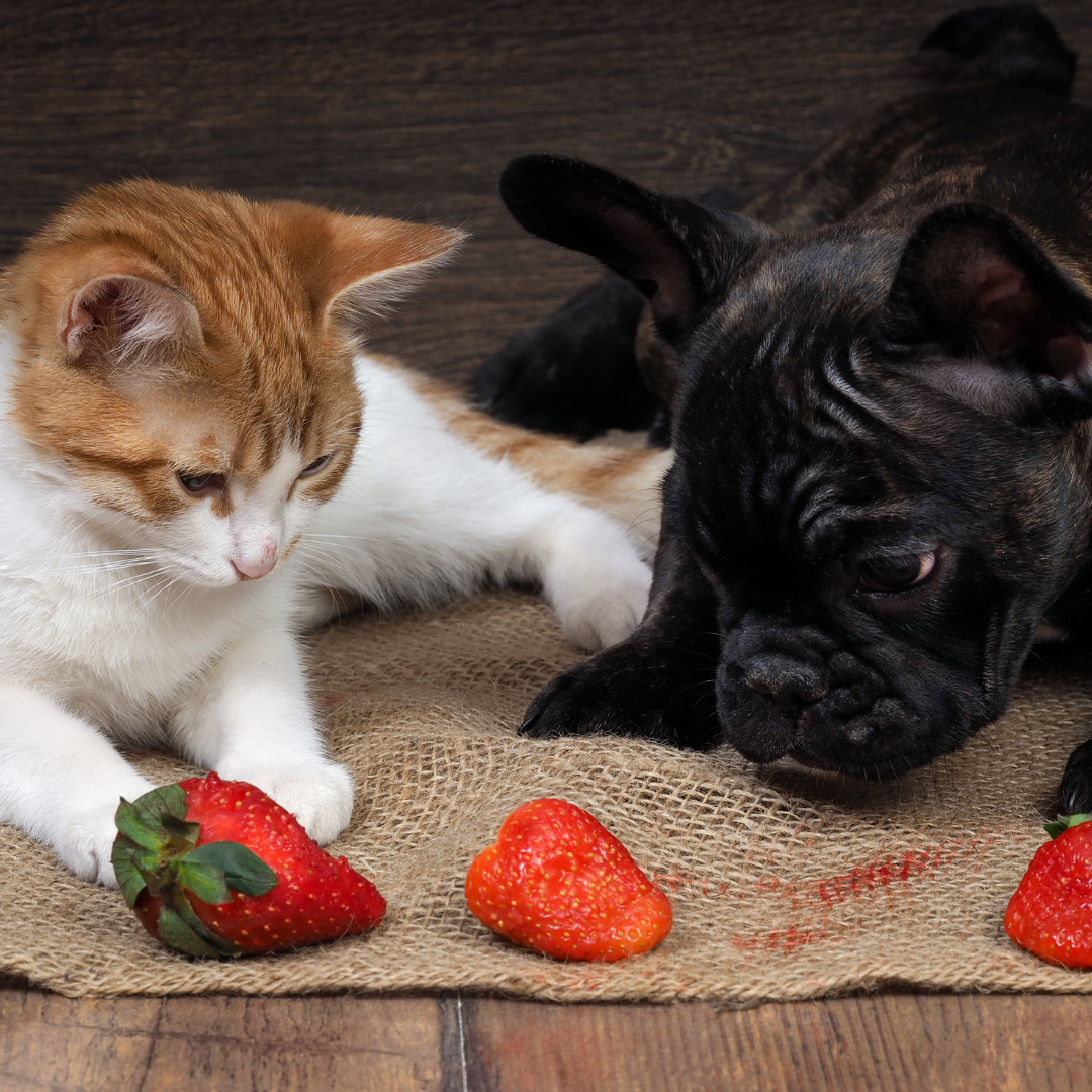 Fresh fruit as pet treats! A list of edible and forbidden fruits for furkids