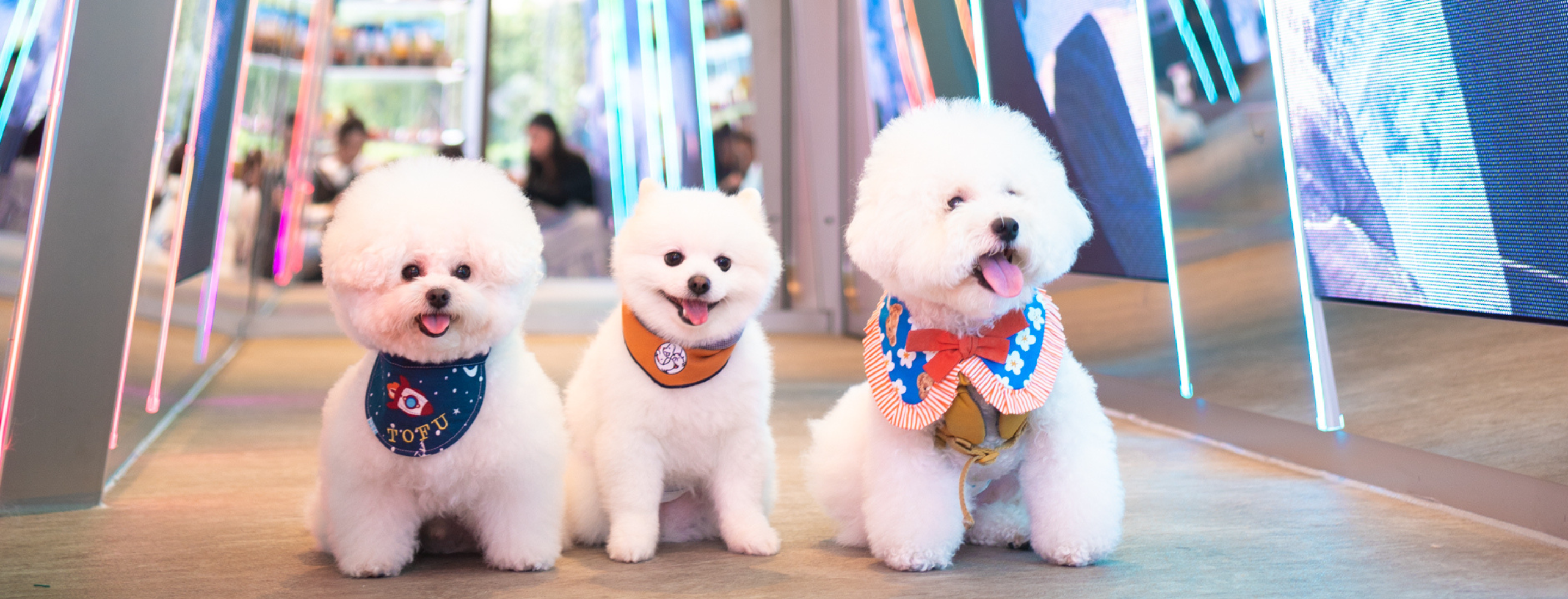 Places to Go | Newest Pet Supplies Store Cups N Paws in Lohas Park With Spaceship theme