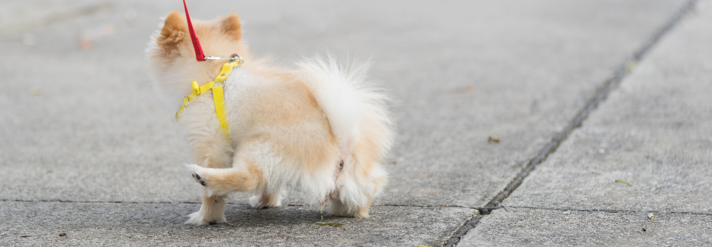 The Rules on Dog Fouling in Hong Kong