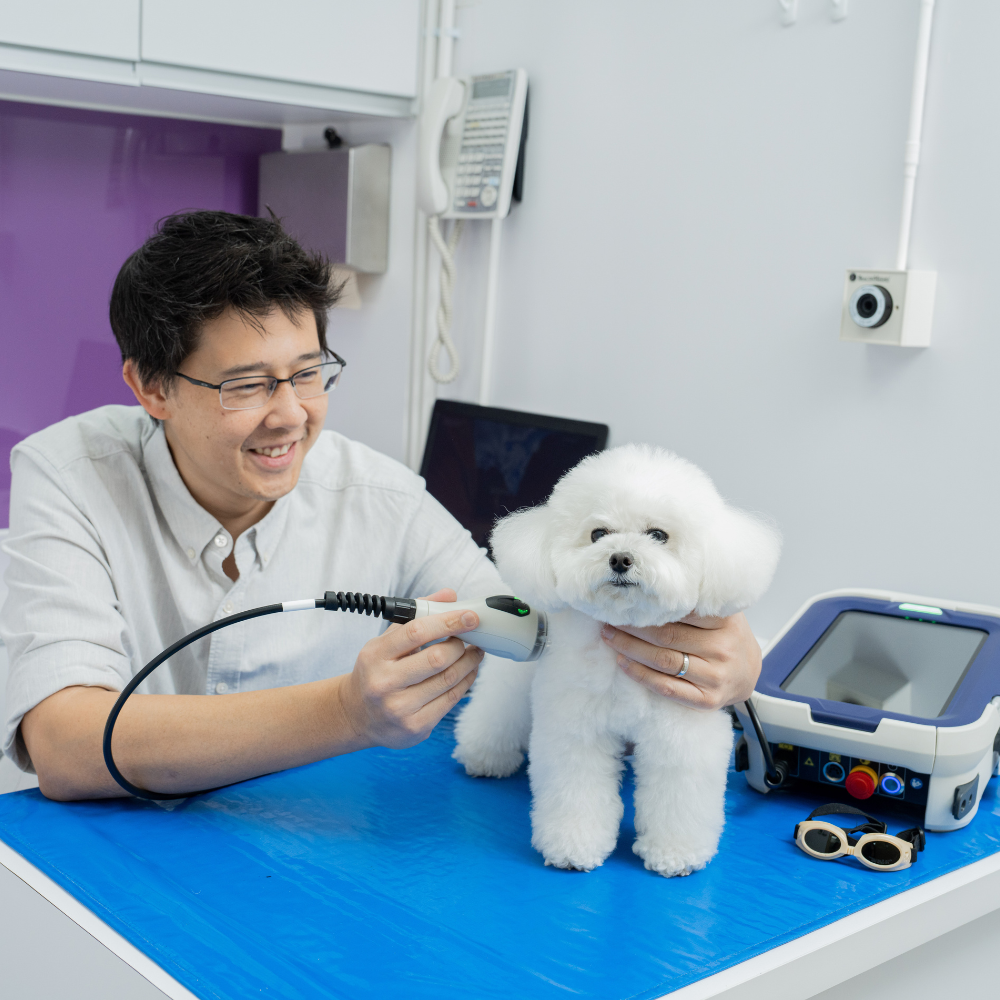 Obesity is Causing Arthritis in Our Pets! Vet Explains the Causes and Ways to Prevent of Pet Arthritis