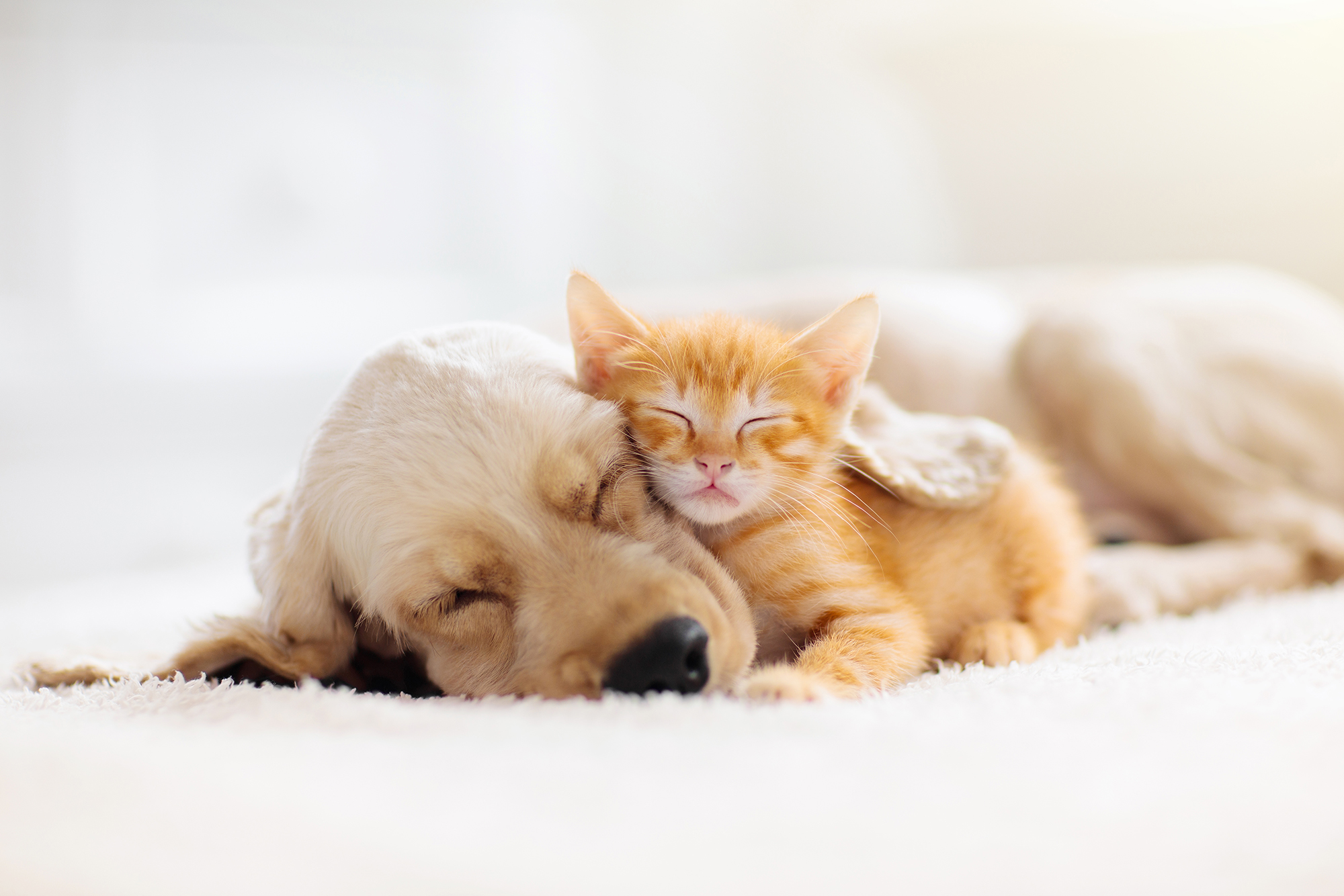Want your Cats and Dogs be Smarter and Healthier?