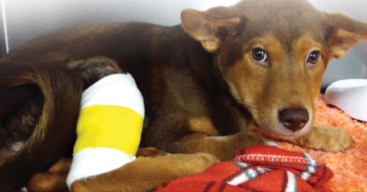 Vet Facts｜Causes of Canine Lameness