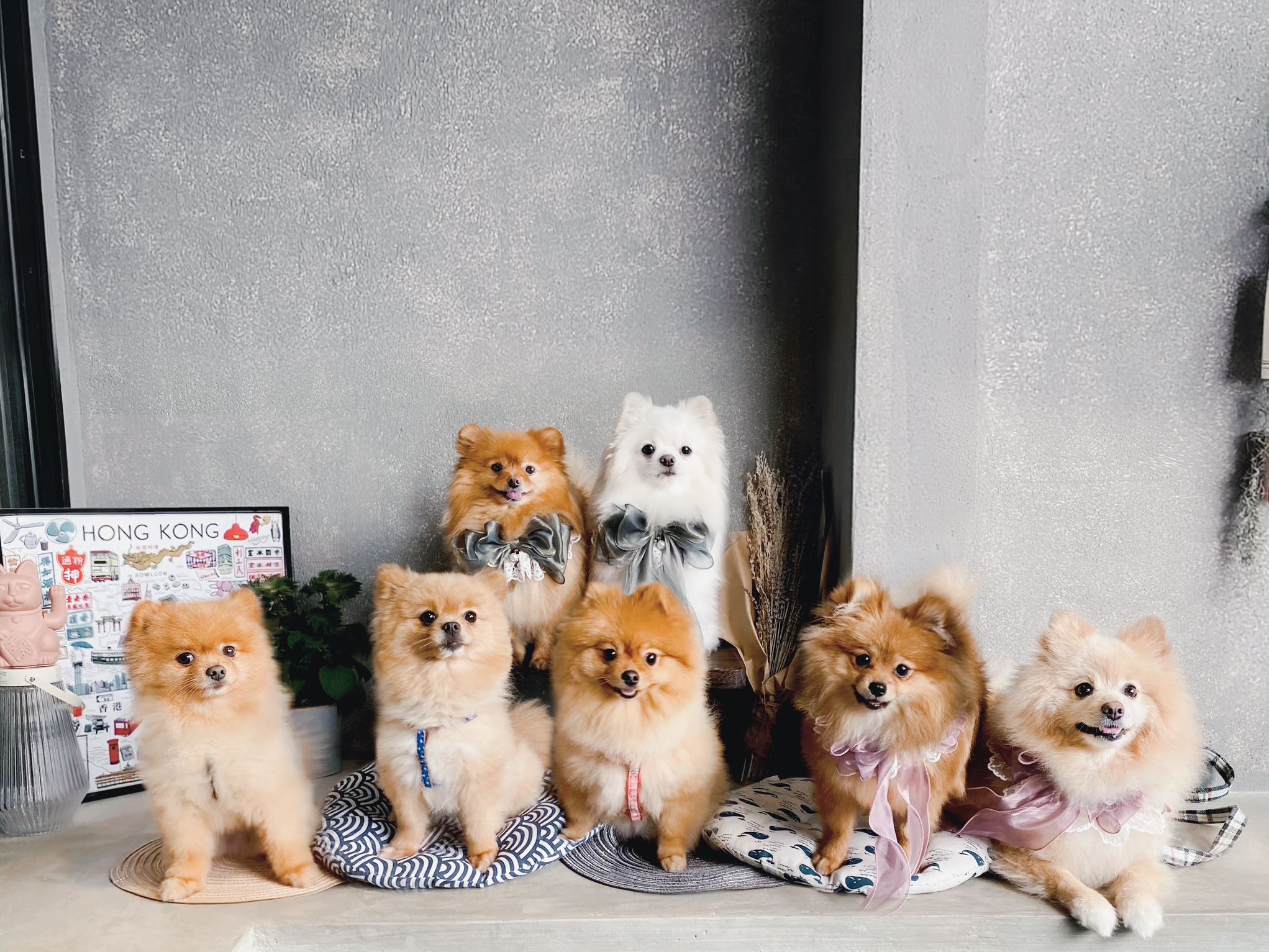 dog friendly shopping