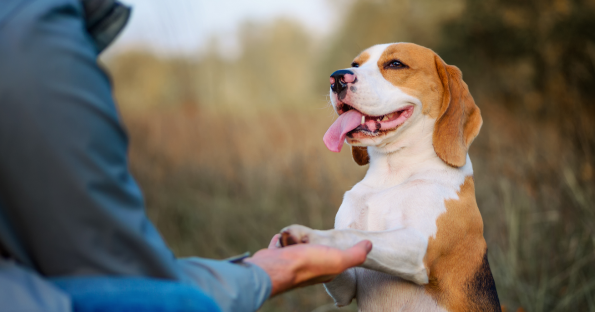 Dog Training -  4 tips to help dog separation anxiety from dog trainer