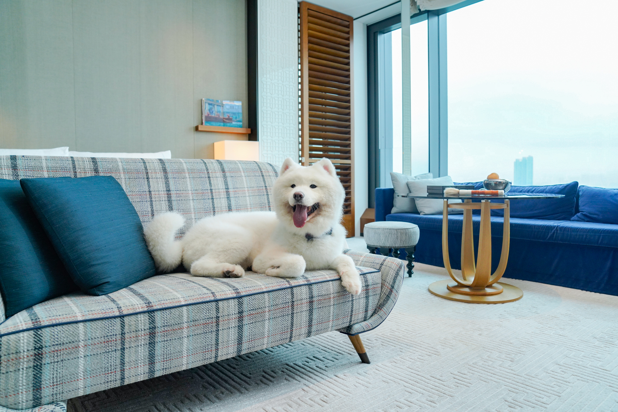 Petcation 2022 ｜The Top 6 Hot Petcation Hotels