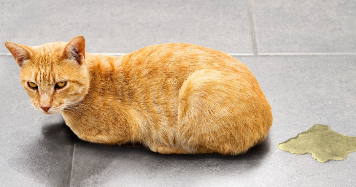 貓星人為什麼就是不肯用貓砂盆便便? | PET-A-HOOD 寵物資訊平台 - petahood.com