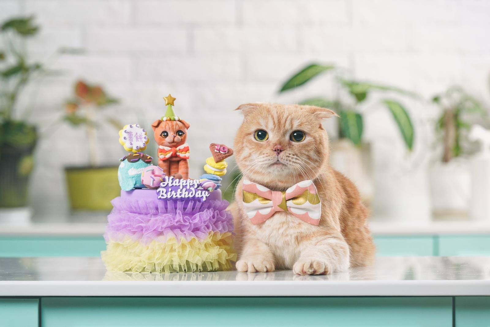 寵物餅店：寵物生日蛋糕
