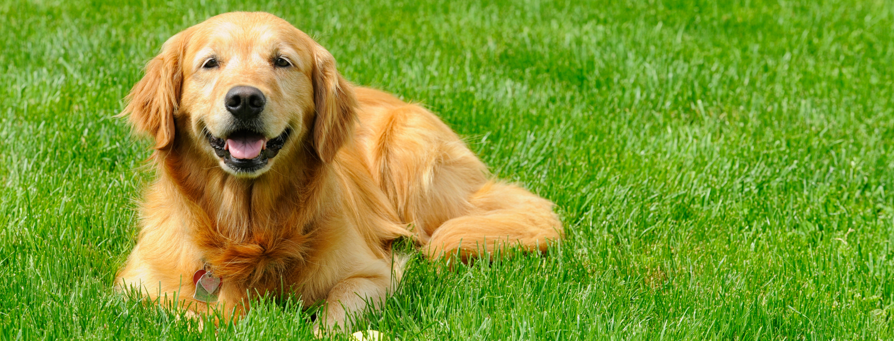 DR. DAVID'S GUIDE - Heartworm Disease