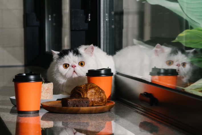 日常飲食：貓貓篇