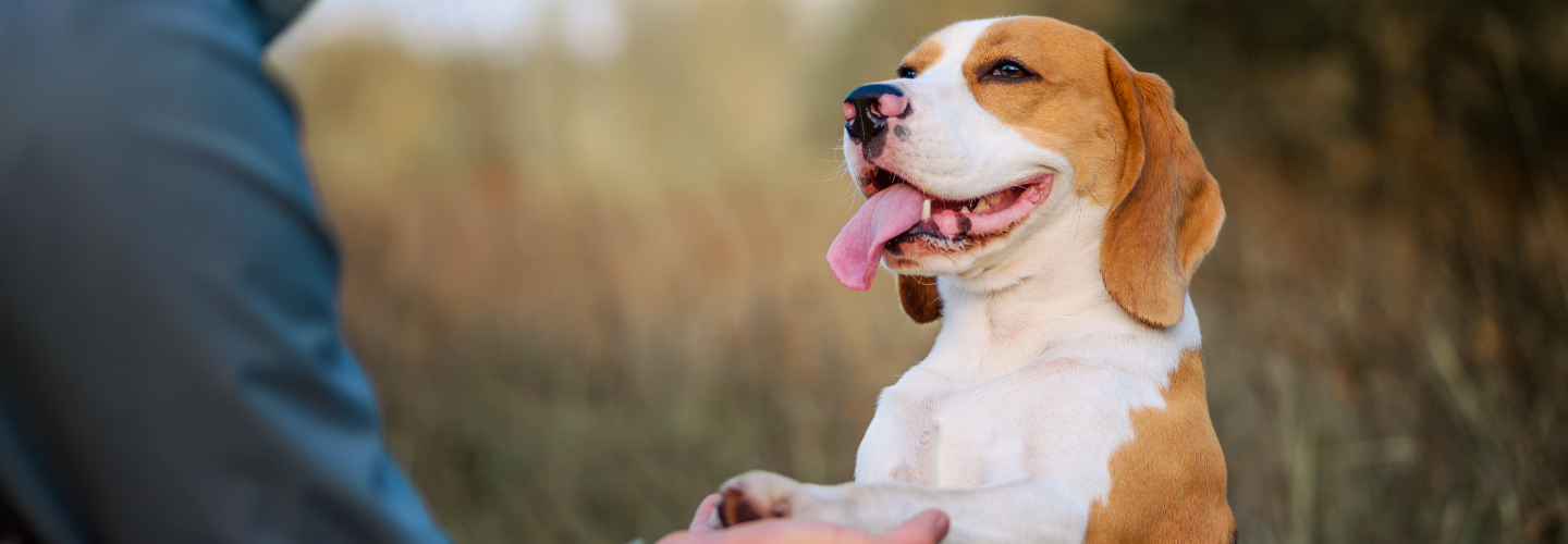 Dog Training -  4 tips to help dog separation anxiety from dog trainer