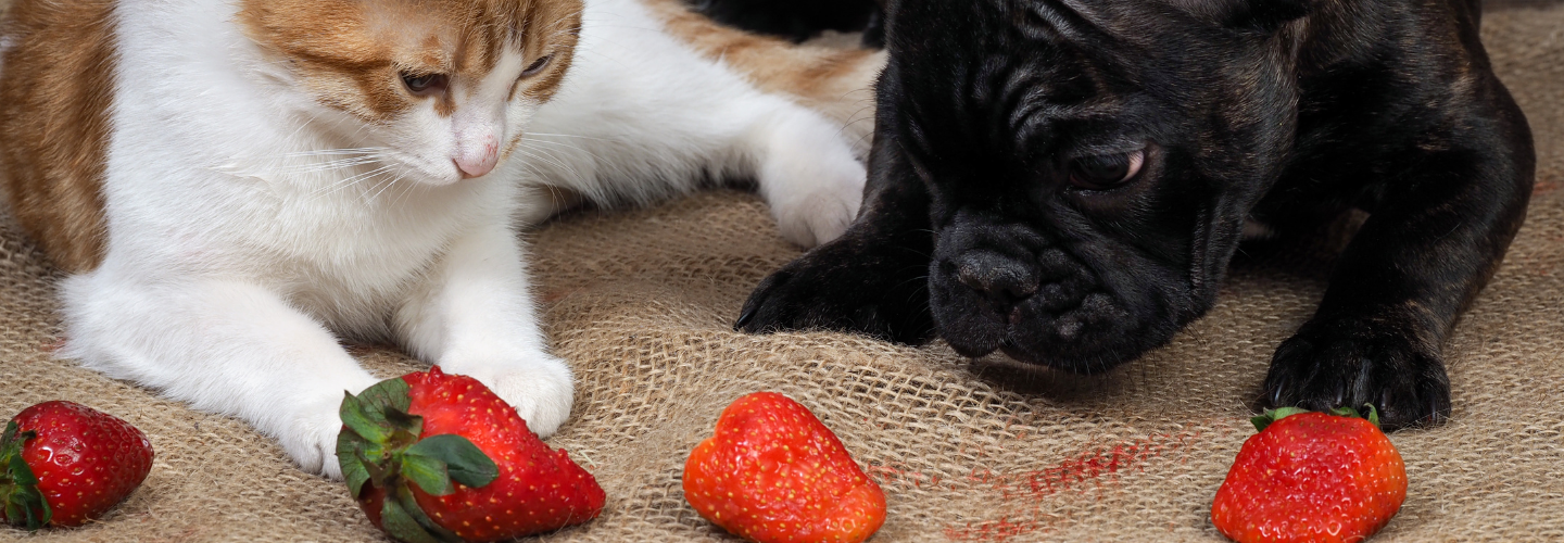 Fresh fruit as pet treats! A list of edible and forbidden fruits for furkids