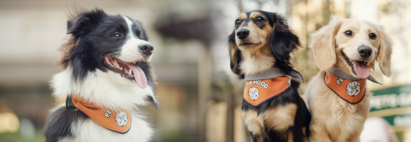 Professional Pet Photographer TAMARA ｜ 3 Outdoor Mobile shooting Tips
