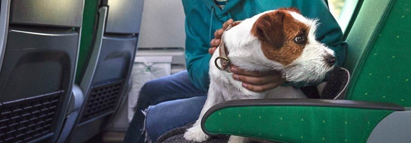 Pet transportation policies of various nations