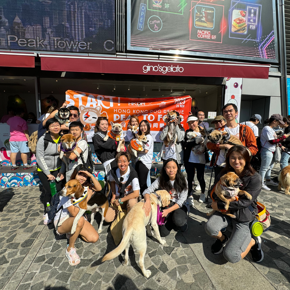Dog Fun Fundraising Day | Charity Walk + Street Party for Abandoned Dogs   Give a Helping Paw to Abandoned Dogs!