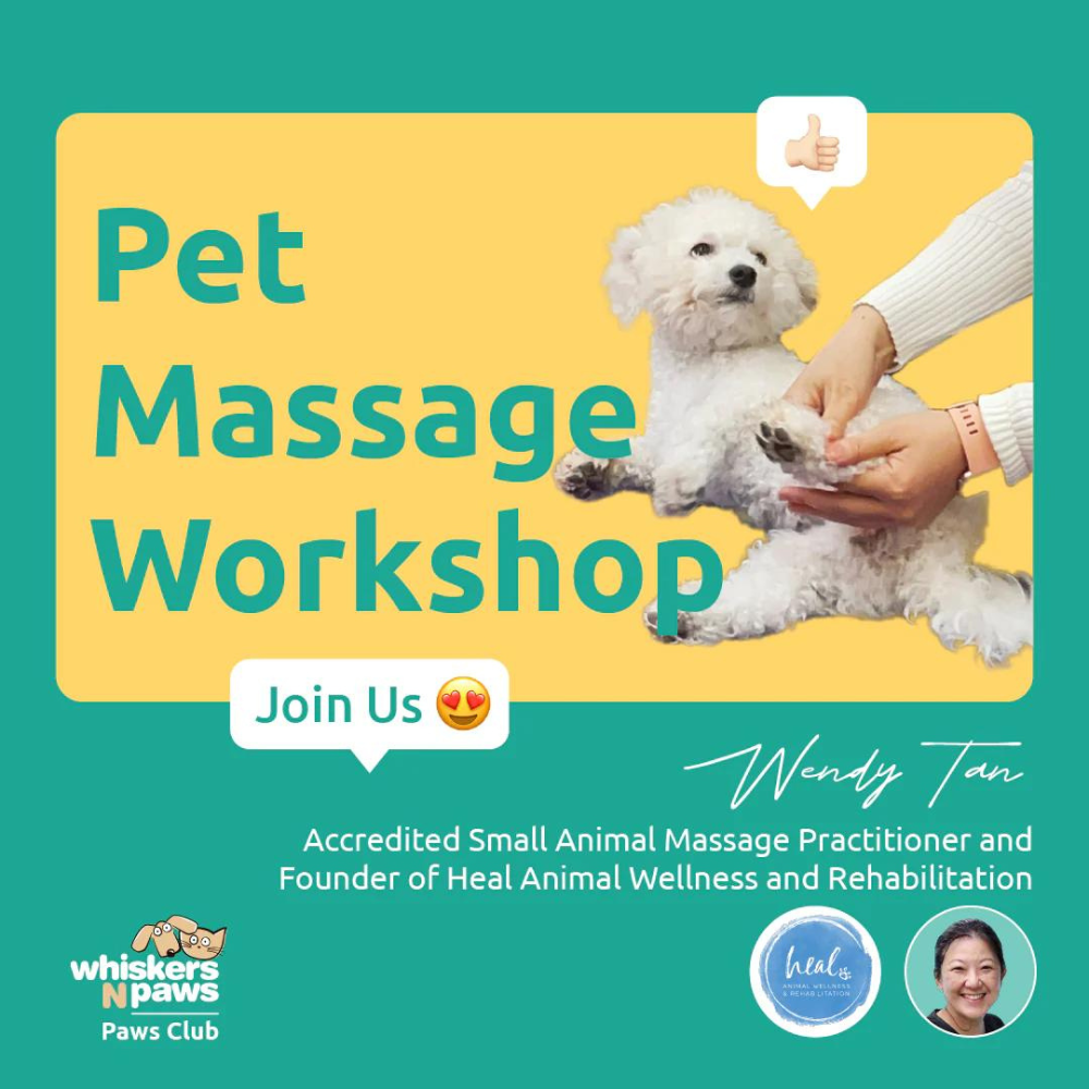 寵物按摩工作坊| PET-A-HOOD 寵物資訊平台- petahood.com