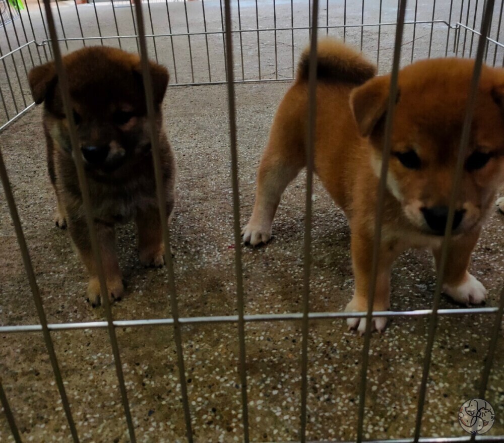 和旺柴犬專業犬舍- 北部新北| PET-A-HOOD 寵物資訊平台- petahood.com