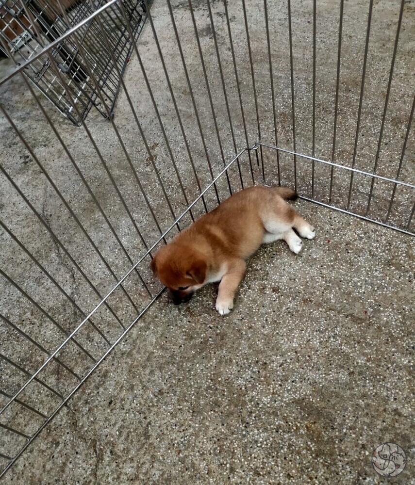 和旺柴犬專業犬舍- 北部新北| PET-A-HOOD 寵物資訊平台- petahood.com