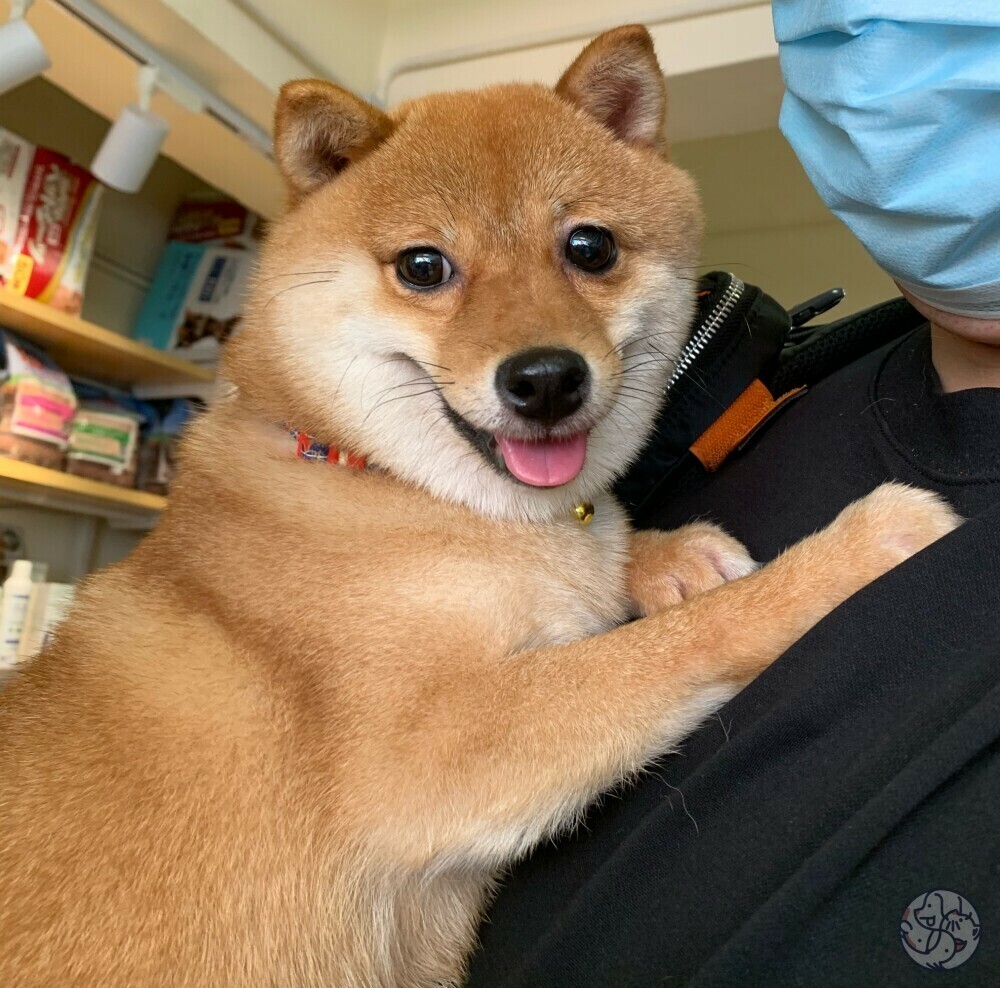 日本柴犬專門店- 九龍油尖旺區| PET-A-HOOD 寵物資訊平台- petahood.com