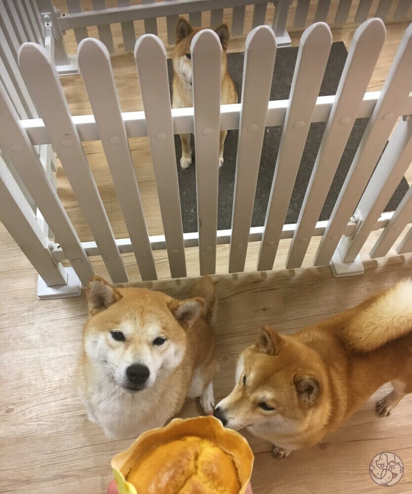 日本柴犬專門店- 九龍油尖旺區| PET-A-HOOD 寵物資訊平台- petahood.com