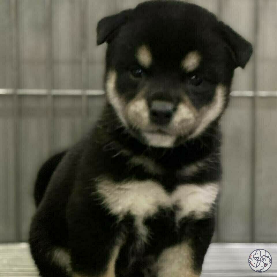 和旺柴犬專業犬舍- 北部新北| PET-A-HOOD 寵物資訊平台- petahood.com