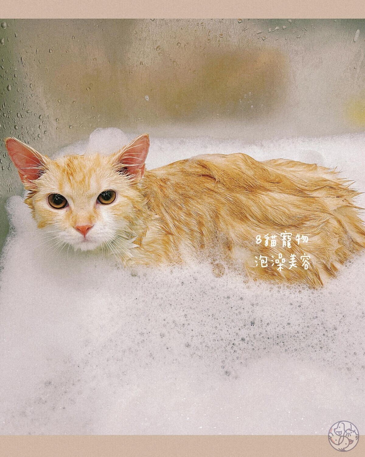 8貓寵物美容用品社- 北部新竹| PET-A-HOOD 寵物資訊平台- petahood.com