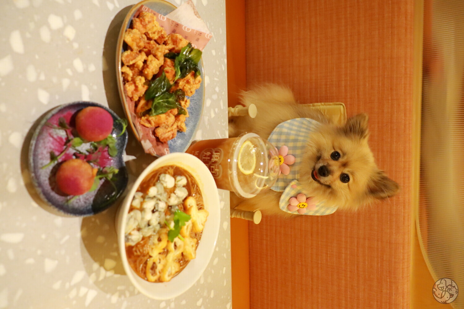 麻吉灶咖- 九龍油尖旺區| PET-A-HOOD 寵物資訊平台- petahood.com